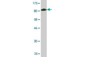 Western Blot detection against Immunogen (80 KDa) . (Glutathione Synthetase antibody)
