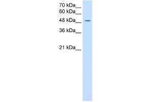 WB Suggested Anti-SLC16A8 Antibody Titration:  2. (MCT3 antibody  (Middle Region))