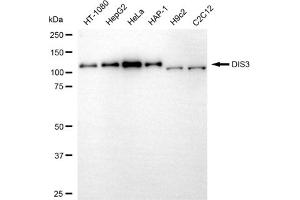 anti-Exosome Complex Exonuclease RRP44 (DIS3) antibody
