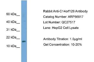 WB Suggested Anti-C14orf129  Antibody Titration: 0. (GSKIP antibody  (Middle Region))