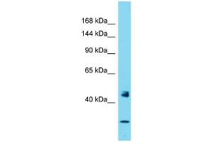 Western Blotting (WB) image for anti-Period Homolog 1 (Drosophila) (PER1) (N-Term) antibody (ABIN2787442) (PER1 antibody  (N-Term))