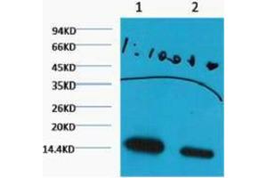 Western Blotting (WB) image for anti-Histone 3 (H3) (H3K27me2) antibody (ABIN3178654) (Histone 3 antibody  (H3K27me2))
