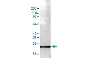 Western Blot (Cell lysate) analysis of 15 ug histone extracts of HeLa cells.