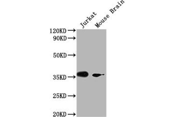 OR51F2 抗体  (AA 324-336)