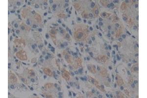 Immunohistochemistry (IHC) image for anti-Glutathione Peroxidase 1 (GPX1) (AA 50-203) antibody (ABIN7431530)