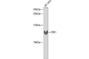 Western blot analysis of extracts of BT-474 cells using TFF1 Polyclonal Antibody at dilution of 1:1000. (TFF1 antibody)