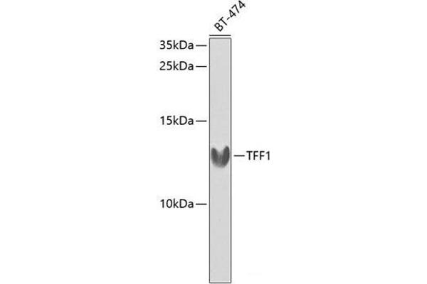 TFF1 抗体