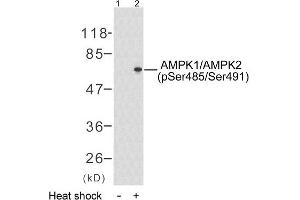 Western blot analysis of extract from HeLa cells untreated or treated with heat shock (30min), using AMPK1/AMPK2 (phospho-Ser485/Ser491) antibody (E011174). (PRKAA1/PRKAA2 antibody  (pSer485, pSer491))
