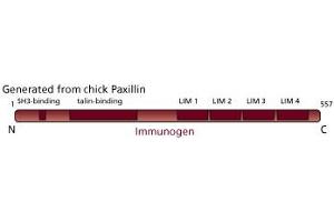 Image no. 2 for anti-Paxillin (PXN) (AA 1-557) antibody (ABIN968847) (Paxillin antibody  (AA 1-557))