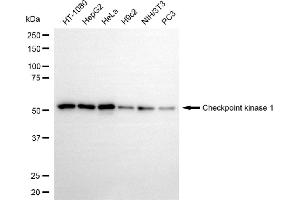 Western blotting analysis using checkpoint kinase 1 antibody (ABIN7798035).