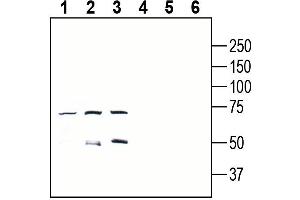 Western blot analysis of mouse EL4 T-cell lymphoma cell line lysate (lanes 1 and 4), mouse  B-cell lymphoma cell line lysate (lanes 2 and 5) and mouse  microglia cell line lysate (lanes 3 and 6):1-3. (G Protein-Coupled Receptor 18 (GPR18) Peptide)