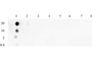 Histone H3 phospho Thr45 antibody (pAb) tested by dot blot analysis. (Histone 3 antibody  (pThr45))