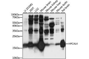 HPCAL4 抗体  (AA 1-191)