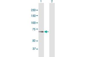 Western Blot analysis of OSBPL6 expression in transfected 293T cell line by OSBPL6 MaxPab polyclonal antibody. (OSBPL6 antibody  (AA 1-508))