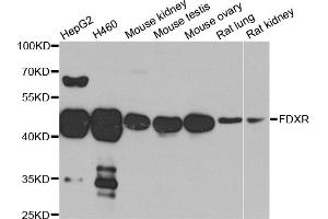 Western blot analysis of extracts of various cell lines, using FDXR antibody (ABIN5972045) at 1/1000 dilution. (Ferredoxin Reductase antibody)