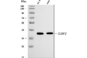 Western blot analysis of SURF2 using anti-SURF2 antibody (ABIN7602318). (SURF2 antibody  (AA 7-230))
