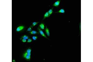 Immunofluorescence staining of Hela cells with ABIN7172251 at 1:100, counter-stained with DAPI. (TNIP1 antibody  (AA 526-636))