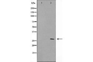 Western blot analysis on NIH-3T3 cell lysate using ERD23 Antibody