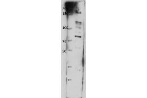 Western Blot of Rabbit anti-ABCB8 antibody. (ABCB8 antibody  (Internal Region))