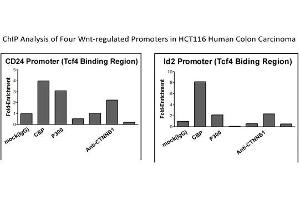 CTNNB1 Antibody - middle region (P100601_P050) validated by CHIP using HCT116 cell lysate (CTNNB1 antibody  (C-Term))