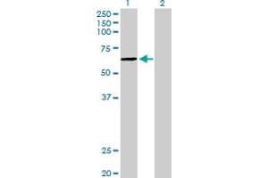 Western Blot analysis of PKNOX1 expression in transfected 293T cell line by PKNOX1 MaxPab polyclonal antibody. (PKNOX1 antibody  (AA 1-436))