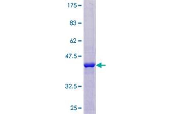 NUDT8 Protein (AA 1-140) (GST tag)