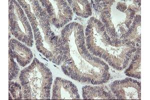 Image no. 1 for anti-Keratin Associated Protein 2-4 (KRTAP2-4) (AA 1-128) antibody (ABIN1490568) (KRTAP2-4 antibody  (AA 1-128))
