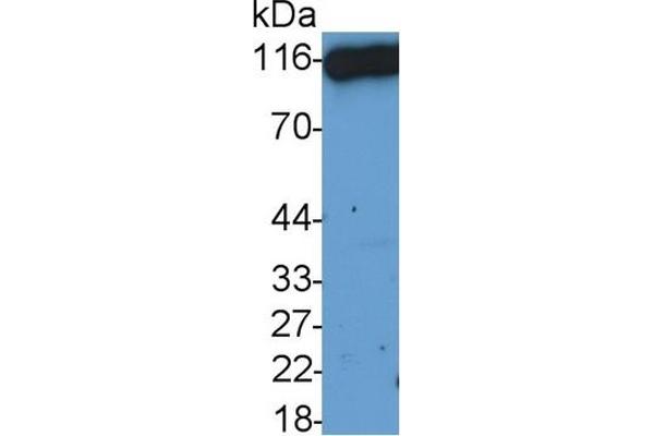 DPP4 antibody  (AA 29-178)