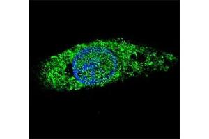 Confocal immunofluorescent analysis of LIN28B antibody and HepG2 cells with Alexa Fluor 488-conjugated secondary (green).