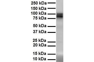 WB Suggested Anti-PIWIL1 antibody Titration: 1 ug/mL Sample Type: Human heart (PIWIL1 antibody  (N-Term))