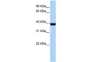 WB Suggested Anti-PAX2 Antibody Titration:  1. (PAX2A antibody  (Middle Region))