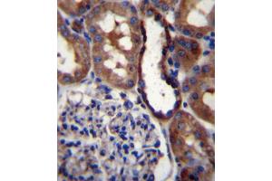 GRIK3 Antibody (N-term) (ABIN657037 and ABIN2846209) immunohistochemistry analysis in formalin fixed and paraffin embedded human kidney tissue followed by peroxidase conjugation of the secondary antibody and DAB staining.