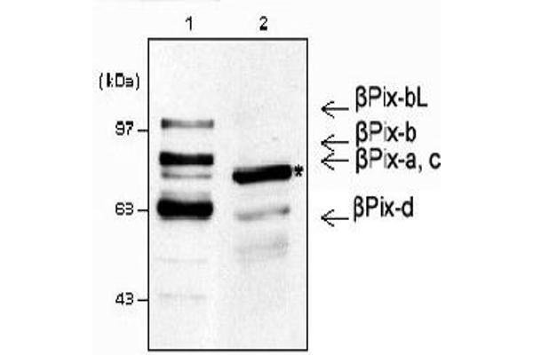 ARHGEF7 antibody