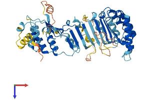 PRAME Family Member 10 (PRAMEF10) (AA 1-474) protein (His tag)