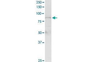 PLCD4 MaxPab rabbit polyclonal antibody. (PLCD4 antibody  (AA 1-762))