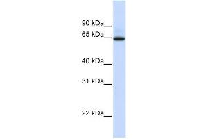 UGT1A7 antibody used at 1 ug/ml to detect target protein. (UGT1A7 antibody  (N-Term))