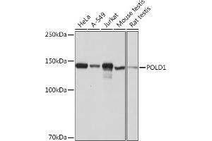 Western blot analysis of extracts of various cell lines, using POLD1 Rabbit mAb (ABIN1682929, ABIN3018707, ABIN3018708 and ABIN7101651) at 1:1000 dilution. (POLD1 antibody)