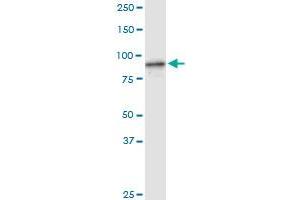 FBXL18 MaxPab rabbit polyclonal antibody. (FBXL18 antibody  (AA 1-259))