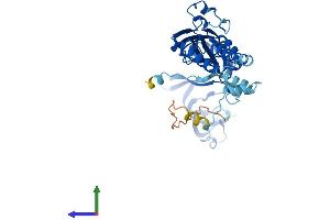 Protein Structure (PS) image for Purinergic Receptor P2x, Ligand-Gated Ion Channel, 3 (P2RX3) (AA 1-397) protein (His tag) (ABIN7550542)