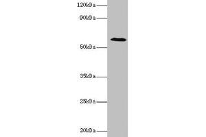 Western blot All lanes: UGP2 antibody at 2 μg/mL + Mouse liver tissue Secondary Goat polyclonal to rabbit IgG at 1/10000 dilution Predicted band size: 57, 56 kDa Observed band size: 57 kDa (UGP2 antibody  (AA 1-497))