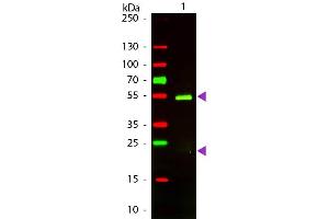 Western Blot of Texas conjugated Rabbit F(ab’)2 Anti-Golden Syrian Hamster IgG secondary antibody. (Rabbit anti-Golden Syrian Hamster IgG (Heavy & Light Chain) Antibody (Texas Red (TR)) - Preadsorbed)