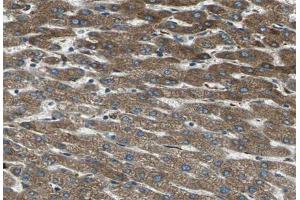ABIN6266735 at 1/100 staining human liver tissue sections by IHC-P. (THRB antibody)