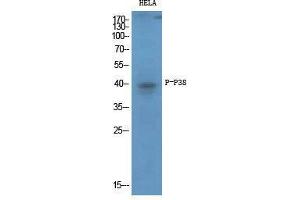 Western Blot (WB) analysis of specific cells using Phospho-p38 (T180/Y182) Polyclonal Antibody. (MAPK14 antibody  (pThr180, pTyr182))