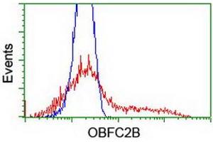 HEK293T cells transfected with either RC200876 overexpress plasmid (Red) or empty vector control plasmid (Blue) were immunostained by anti-OBFC2B antibody (ABIN2455376), and then analyzed by flow cytometry. (SSBP1 antibody)
