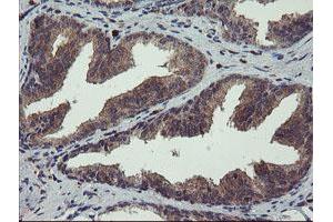 Image no. 1 for anti-Crystallin, Zeta, Homolog antibody (ABIN1497658) (CRYZL1 antibody)