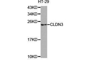 Western Blotting (WB) image for anti-Claudin 3 (CLDN3) antibody (ABIN1871895) (Claudin 3 antibody)