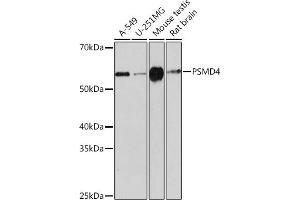 Western blot analysis of extracts of various cell lines, using PSMD4 Rabbit mAb (ABIN1681255, ABIN3017957, ABIN3017958 and ABIN7101547) at 1:1000 dilution.