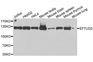 Western Blotting (WB) image for anti-Elongation Factor Tu GTP Binding Domain Containing 2 (EFTUD2) (AA 1-205) antibody (ABIN6139968)