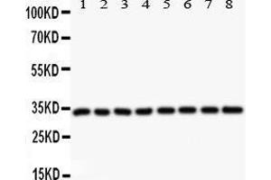 Western Blotting (WB) image for anti-Cyclin D3 (CCND3) (AA 136-292) antibody (ABIN3043485) (Cyclin D3 antibody  (AA 136-292))