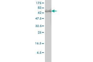 STAT3 monoclonal antibody (M01), clone 1D11-2A11 Western Blot analysis of STAT3 expression in HeLa . (STAT3 antibody  (AA 1-769))